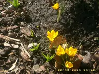 Eltern Garten 22.03.2010 011.webp