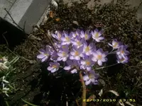Eltern Garten 22.03.2010 028.webp