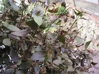 P1010015.webp