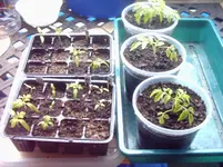 Tomaten.webp