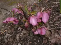 Ga. E.März 001.webp