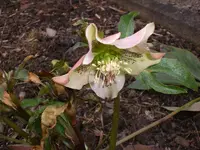 Ga. E.März 003.webp
