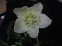 Christrose.webp