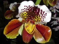 CIMG5263.webp