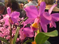 CIMG5251.webp