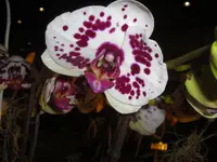 CIMG5281.webp