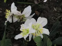 Garten29.webp