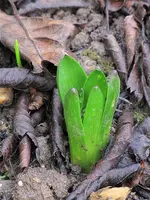 Garten30.webp