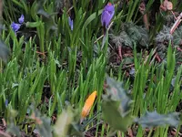 Garten31.webp