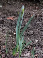 Garten32.webp