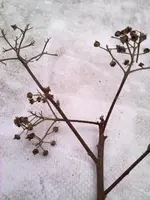 22032010046.webp