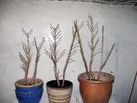 fuchsienachher.webp