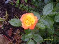 S6303385.webp