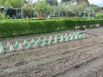 1.Mai 2008 Garten (19).jpg