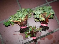 100_6493.webp