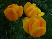 web_p1000851.webp