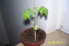 100_2440.webp