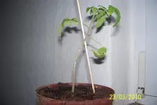 100_2446.webp