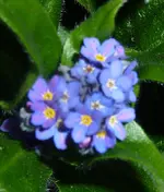 P1020929.webp