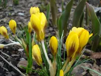 Krokuss.webp