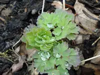 tautropfen.webp