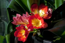 Clivie_001.webp