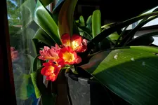 Clivie_002.webp