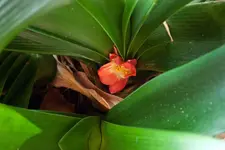 Clivie_003.webp