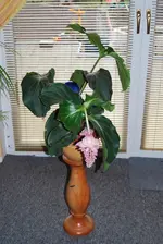 Medinilla.webp