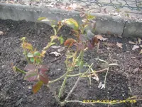 Eltern Garten 23.03.2010 004.webp