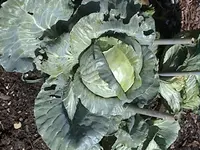 Gartenkohl.webp
