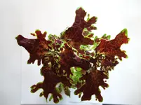 DSCF0687.webp