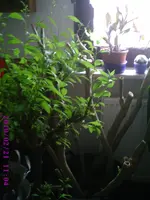 PIC00195.webp