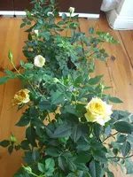 Rosen 2010.03.23 2.webp
