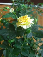 Rosen 2010.03.23 3.webp