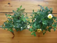 Rosen 2010.03.23 5.webp