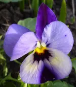 P1020971.webp