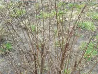 Tanne 015.webp