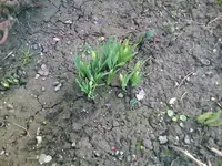 Beet.webp