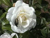 Gartenweiss.webp