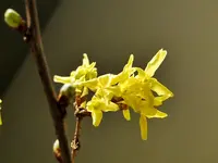 DSC04415.webp