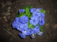 115.webp