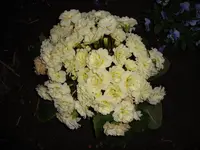 116.webp