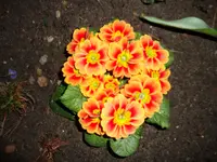 114.webp