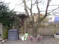 Tanne 003.webp