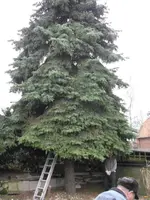 Tanne 005.webp
