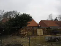 Tanne 009.webp