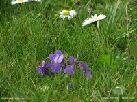 Garten34.webp