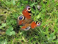 Garten36.webp