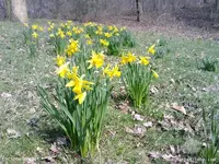 Garten37.webp